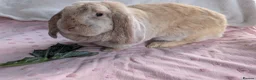 French Lop rabbits for sale: Bonded Pair of Female French Lop Rabbits - Advert 6