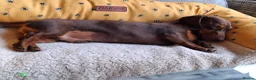 Miniature Dachshund dogs for stud:  Proven Stud Dog Available - Advert 5