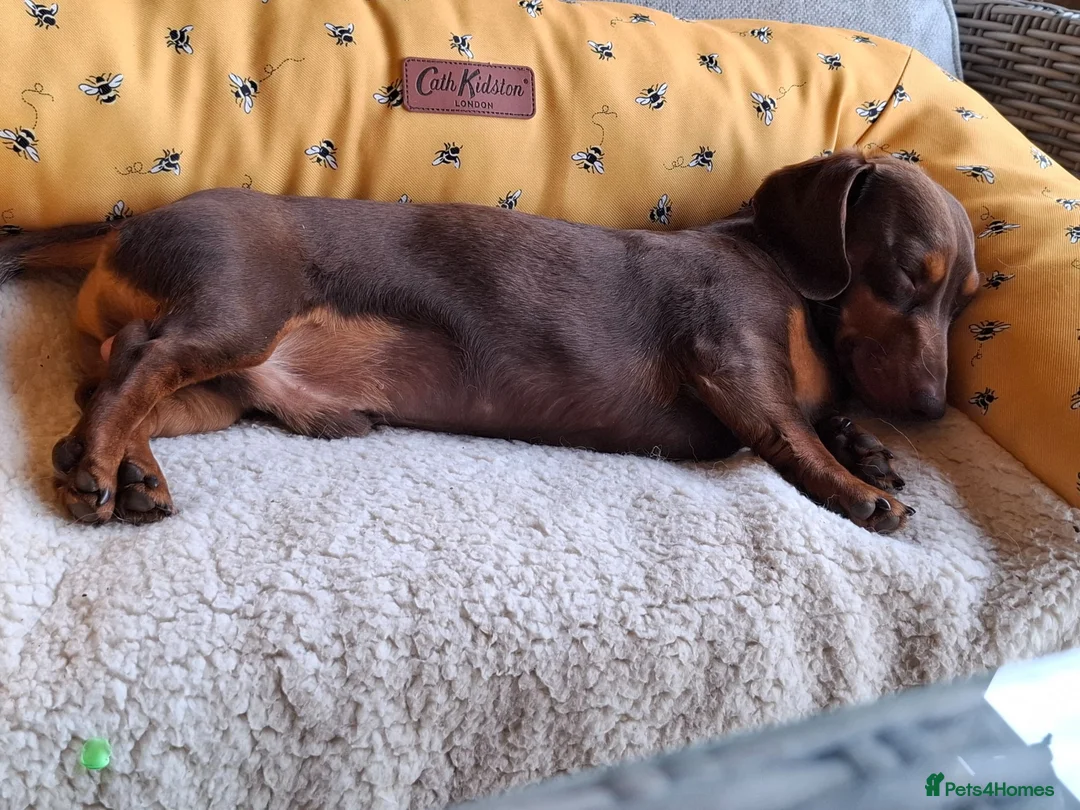 Miniature Dachshund dogs for stud:  Proven Stud Dog Available - Advert 5