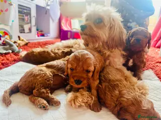 Cavapoo dogs Toy Cavapoo Puppies - Advert 1