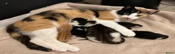 Mixed Breed cats for sale: Four varied mixed breed kittens - Advert 33