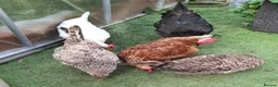 Hens poultry for sale: 5 Laying Hens Group of 5 Colorful Egg Layers in Bathgate - Advert 5