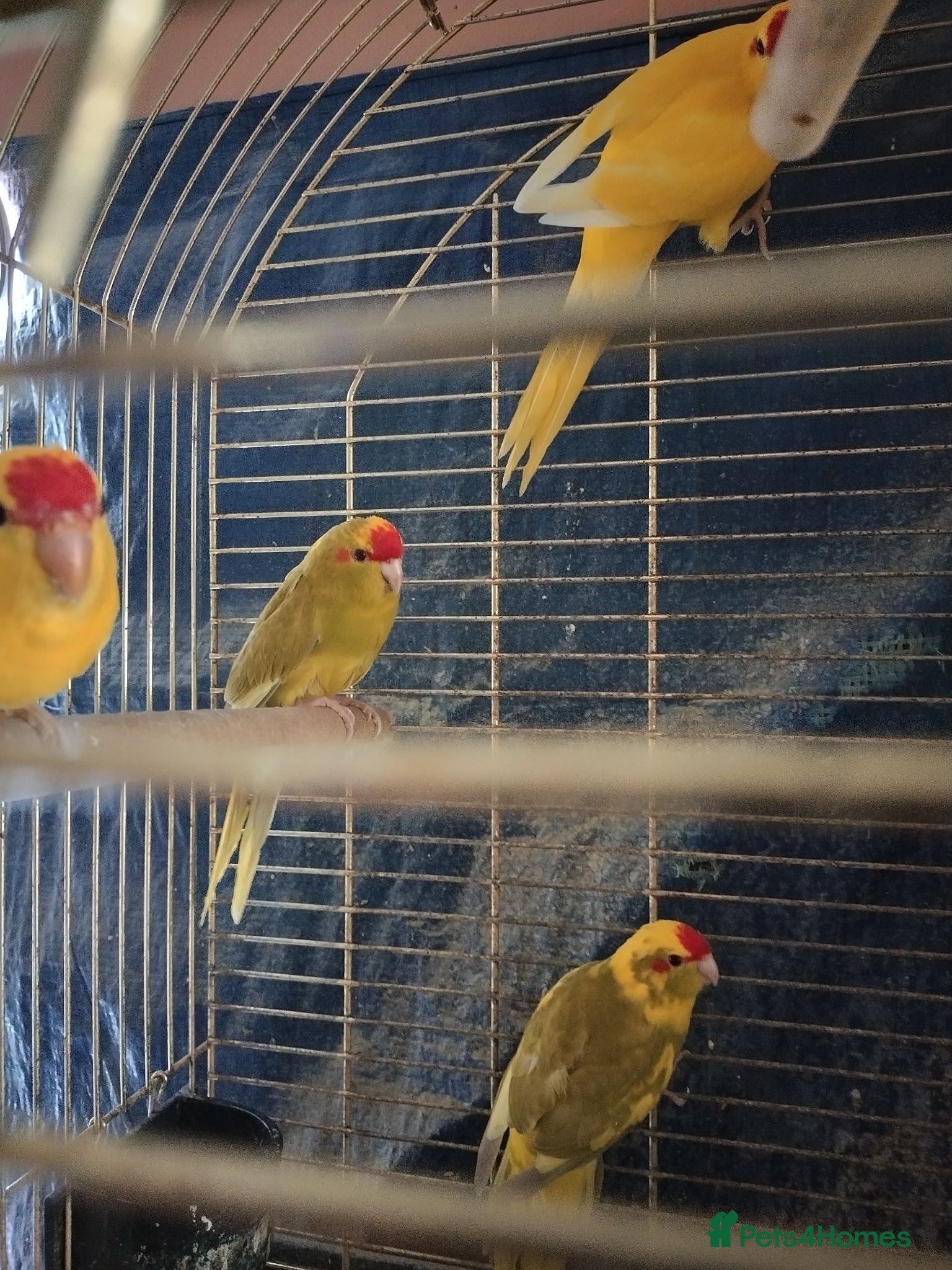 Parakeets birds For sale  - Advert 1