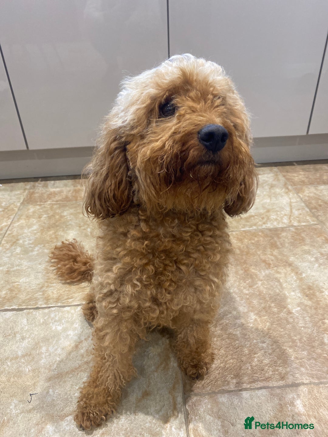 Cockapoo dogs for sale: 3 Gorgeous Apricot Cockapoo Puppies  - Advert 18