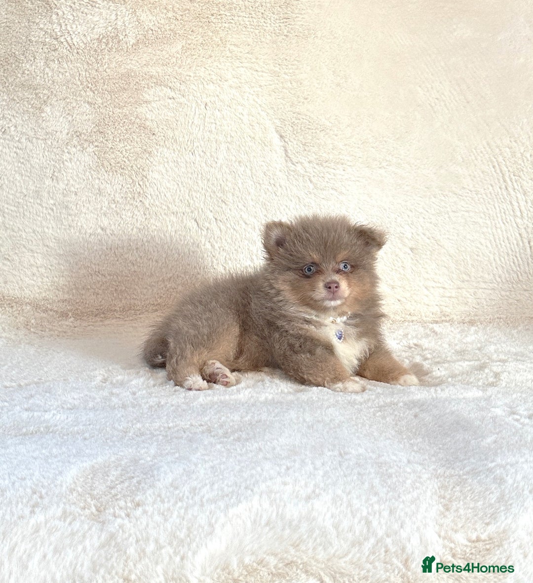 Pomsky dogs for sale: Rare lilac/tan tiny toysize Pomsky puppies - Image 13