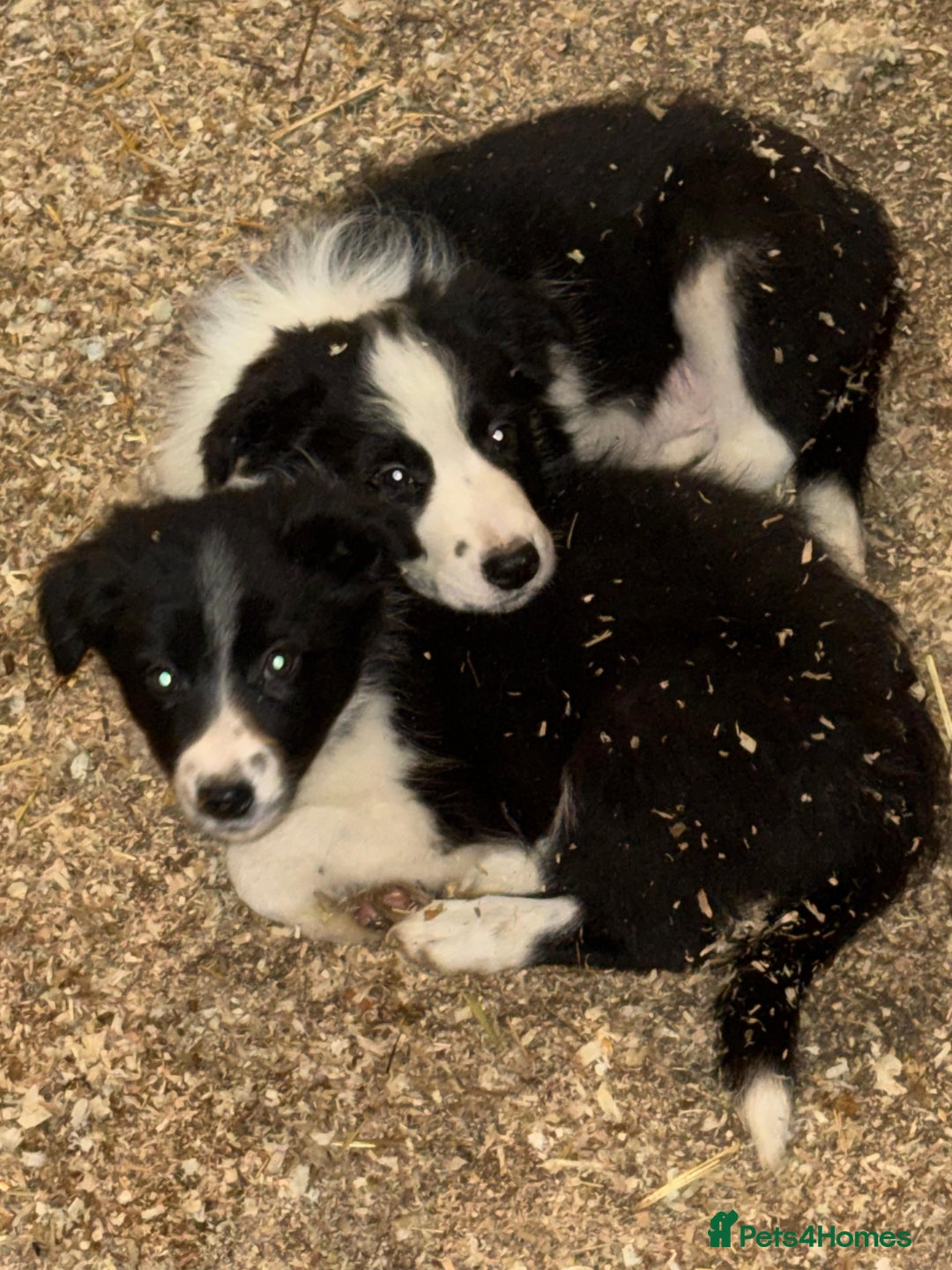 Border Collie dogs for sale: Border collie pups  - Advert 5