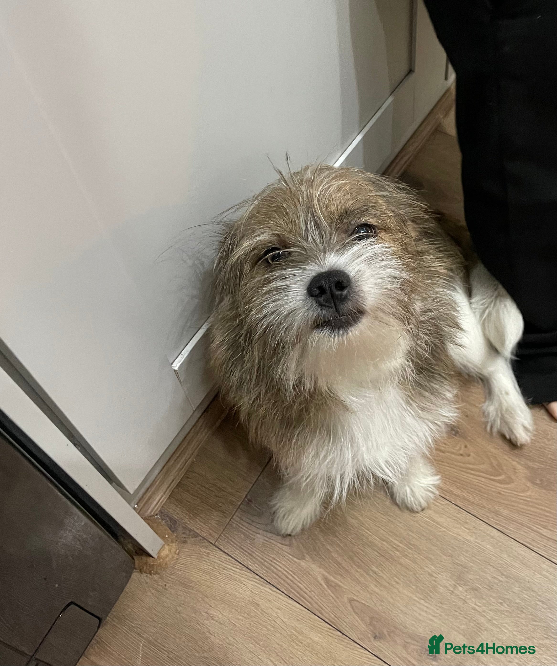 Mixed Breed dogs Waggy needs his perfect family  - Advert 12