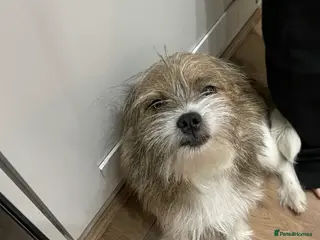 Mixed Breed dogs Waggy needs his perfect family - Advert 12