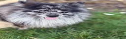 Pomeranian dogs for stud: Stunning Champion Russian Pomeranian–Black&Silver - Advert 8