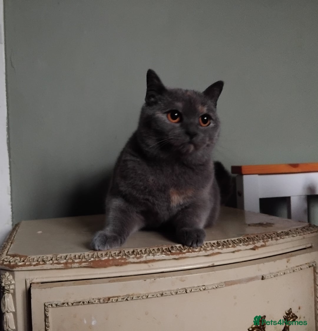 British Shorthair cats for sale: Beautiful British Shorthair  - Image 10