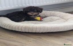 Cockapoo dogs for sale: Boy cockapoo  - Image 2