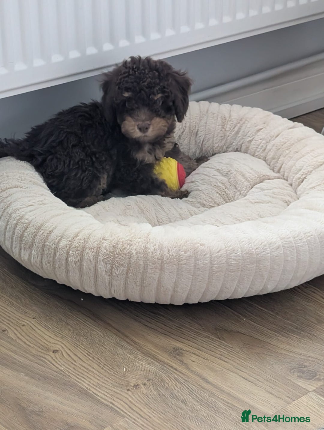 Cockapoo dogs for sale: Boy cockapoo  - Image 2