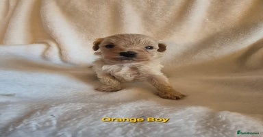 Maltipoo dogs - Advert 3