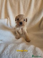 Maltipoo dogs - Advert 3