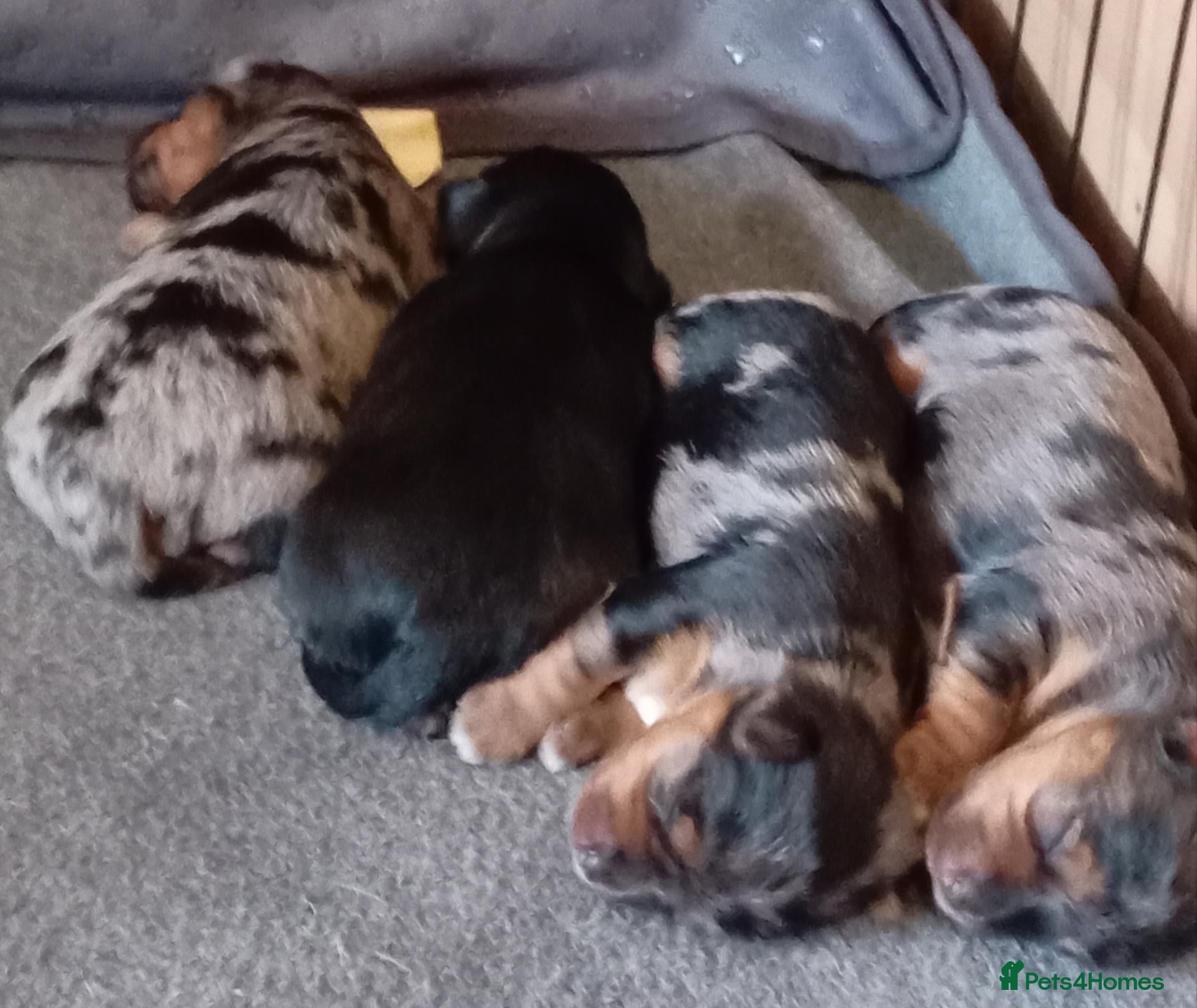 Mixed Breed dogs Three biewer yorkies  merles and a black and tan  - Advert 5