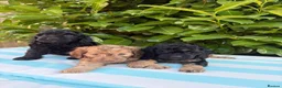 Cockapoo dogs for sale: Cockapoo males and females  - Advert 17