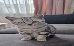 British Shorthair cats for sale: Lovely  British short hair kittens  - Image 13