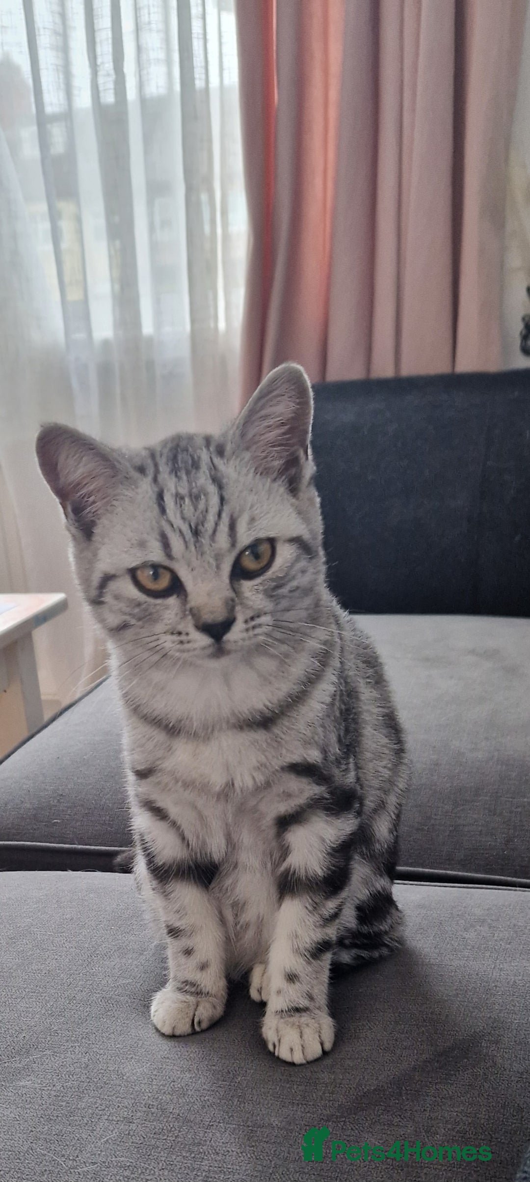 British Shorthair cats for sale: Lovely  British short hair kittens  - Image 13
