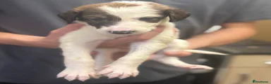 Saluki 2