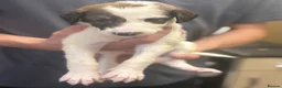 Saluki dogs for sale: Saluki pups  - Advert 8