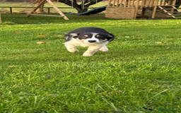 Border Collie dogs for sale: Two collie dog pups  - Image 2