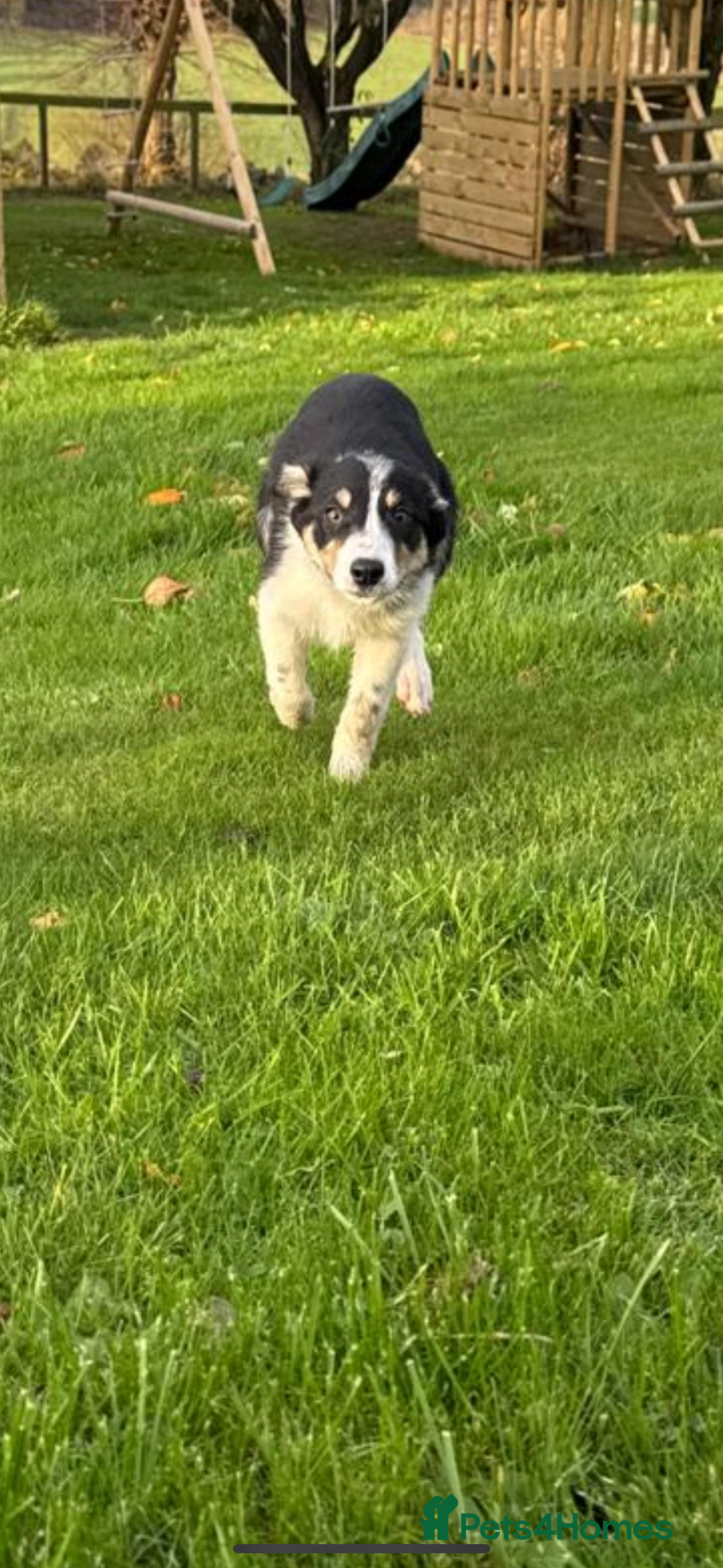 Border Collie dogs for sale: Two collie dog pups  - Image 2