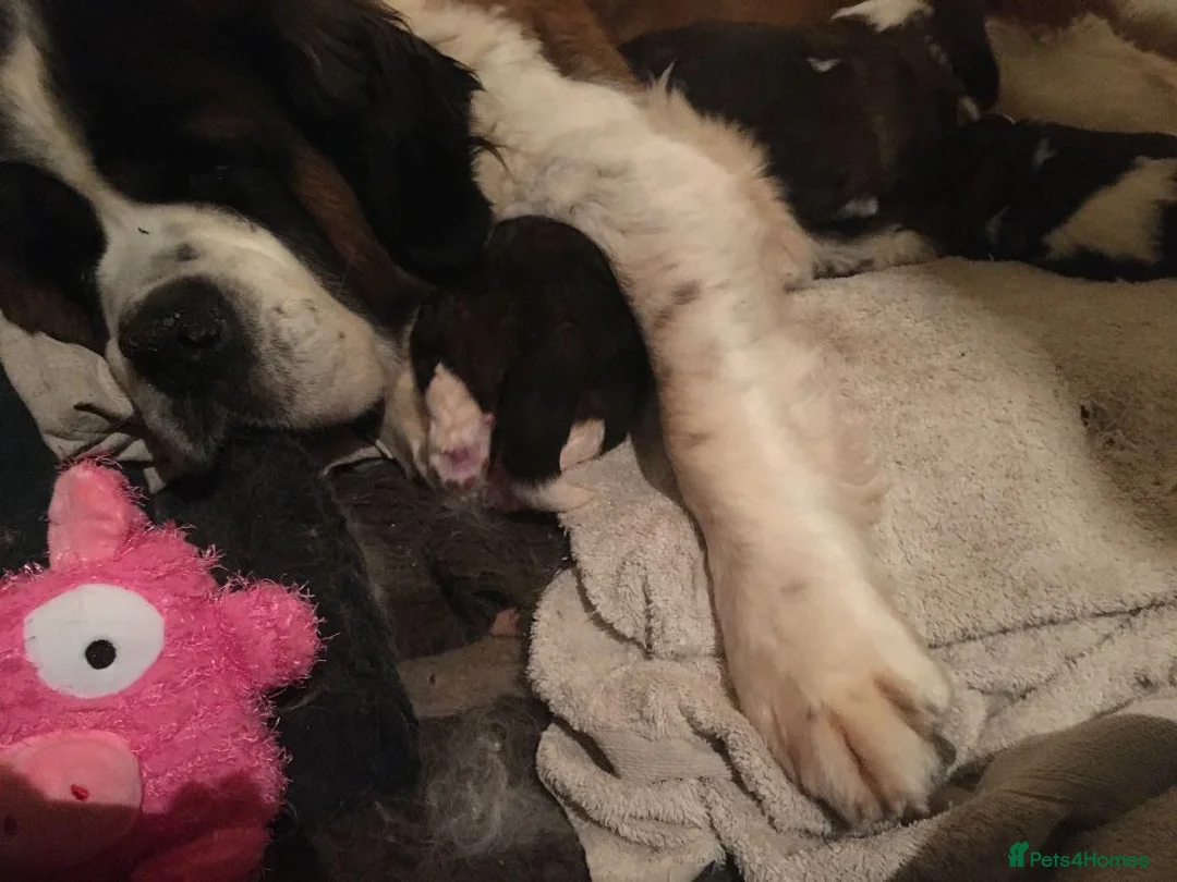 Saint Bernard dogs for sale: Rough Coated Pure St. Bernard  pups - Advert 2