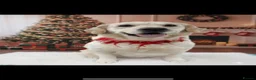 Golden Shepherd dogs for sale: Golden shepherd puppies ,🐾 - Advert 4