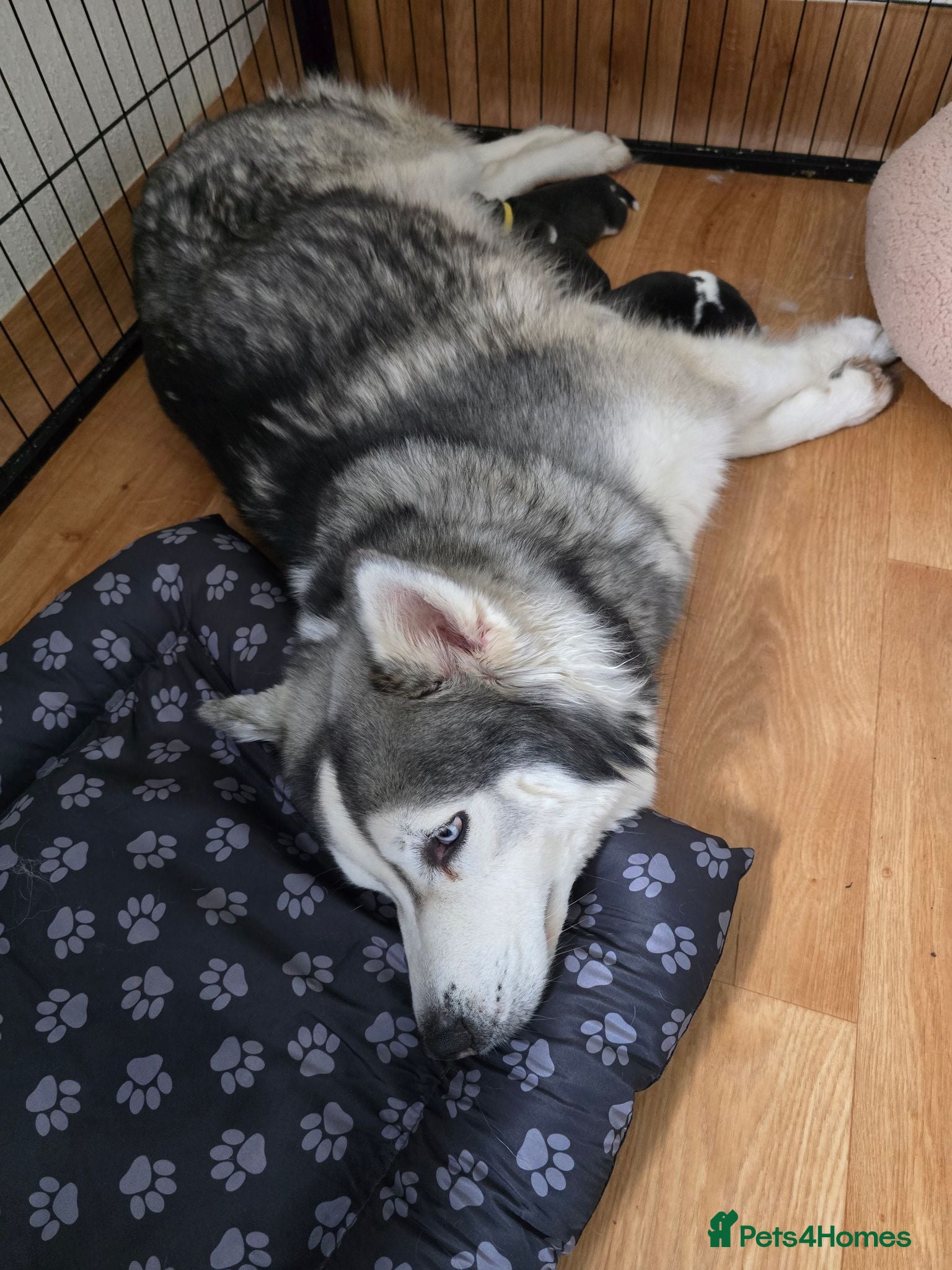 Siberian Husky dogs EBONY / ARYA SIBERIAN HUSKYS READY TO LEAVE  - Advert 2
