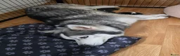 Siberian Husky dogs for sale: EBONY / ARYA SIBERIAN HUSKYS READY TO LEAVE  - Advert 2