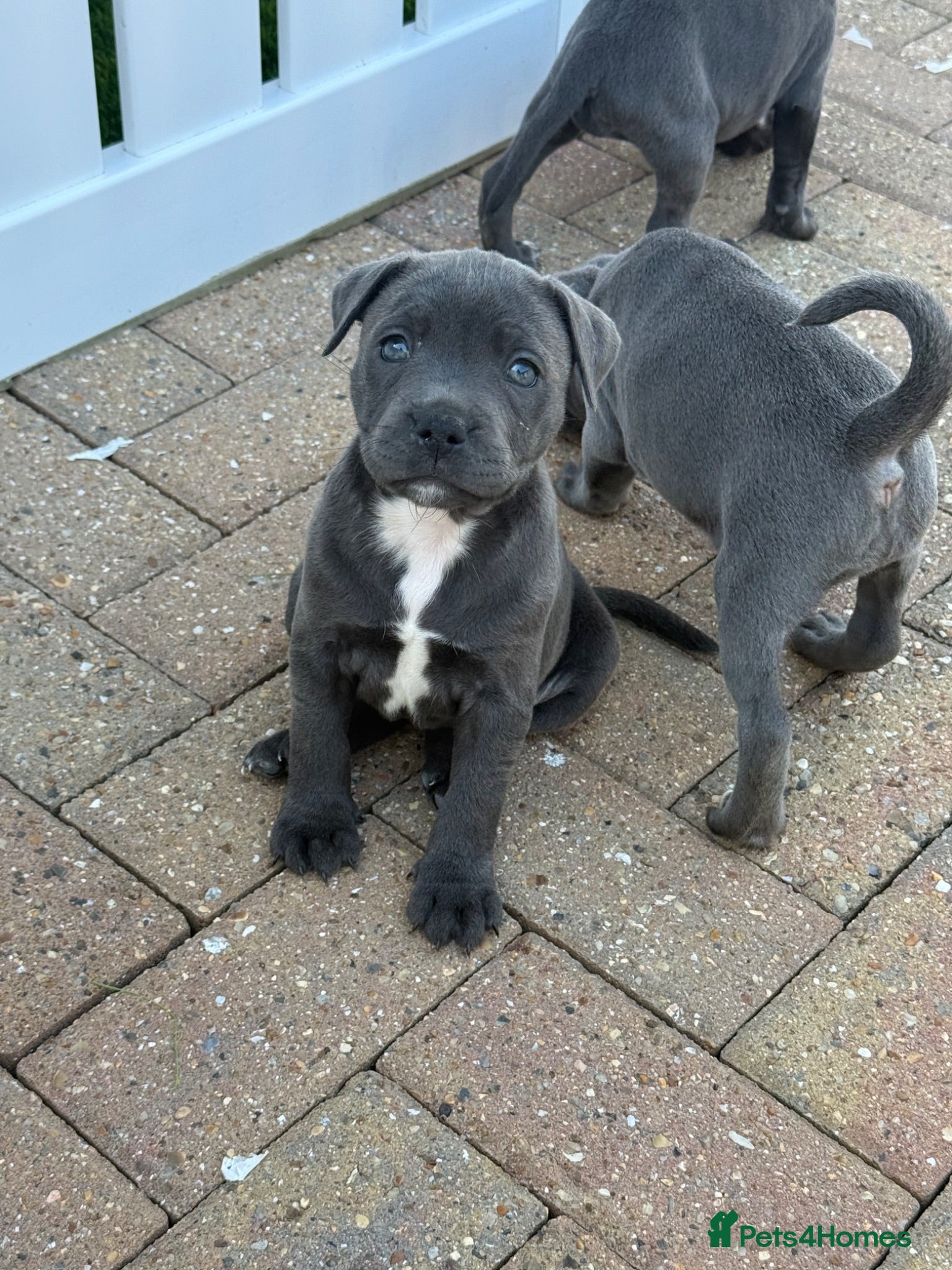Staffordshire Bull Terrier dogs KC-Quality Blue Staffordshire Bull Terrier Puppies - Advert 2