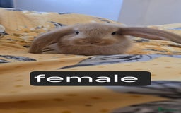 French Lop rabbits for sale: Beautiful French Lop bunnies - Image 8