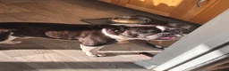 French Bulldog dogs for sale: French bulldog called bear  in Kettering - Advert 2