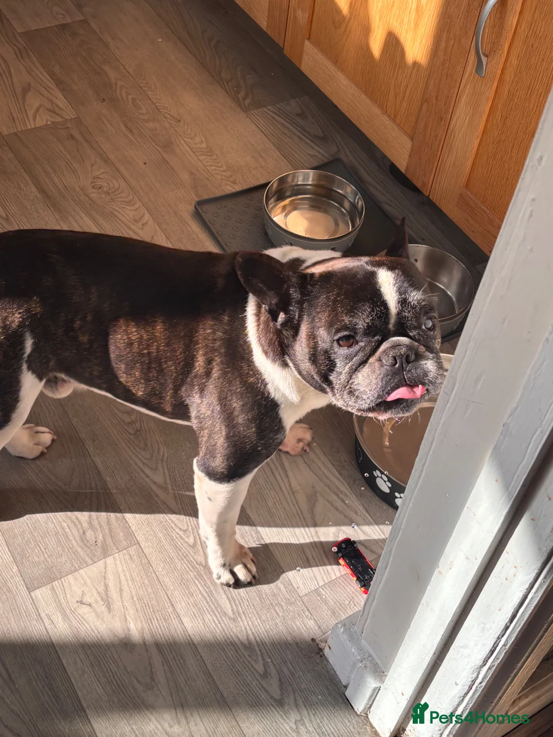 French Bulldog dogs for sale: French bulldog called bear  in Kettering - Advert 2