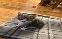 Mixed Breed cats for sale: 5 Mixed Breed Kittens - Image 1