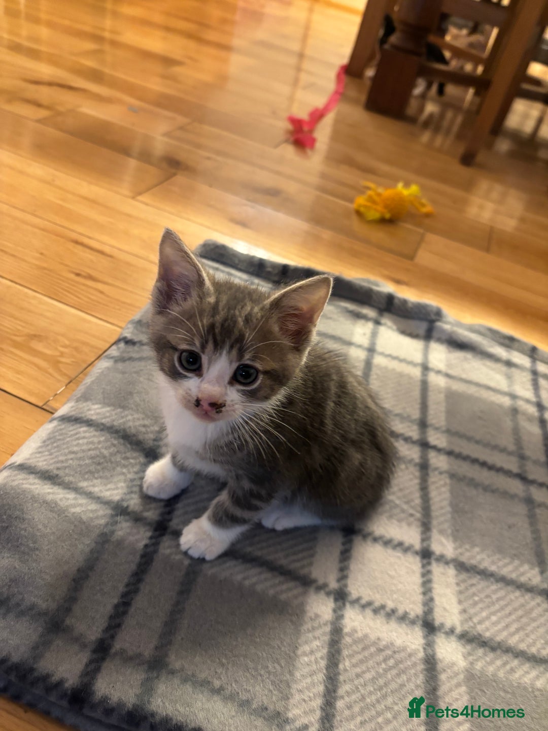 Mixed Breed cats for sale: 5 Mixed Breed Kittens - Image 1
