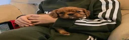 Cavalier King Charles Spaniel dogs for sale: Adorable RKC registered Health Tested Cavaliers  - Advert 8