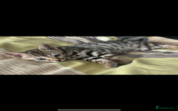 Bengal cats for sale: BENGAL KITTENS FOR SALE - Image 16