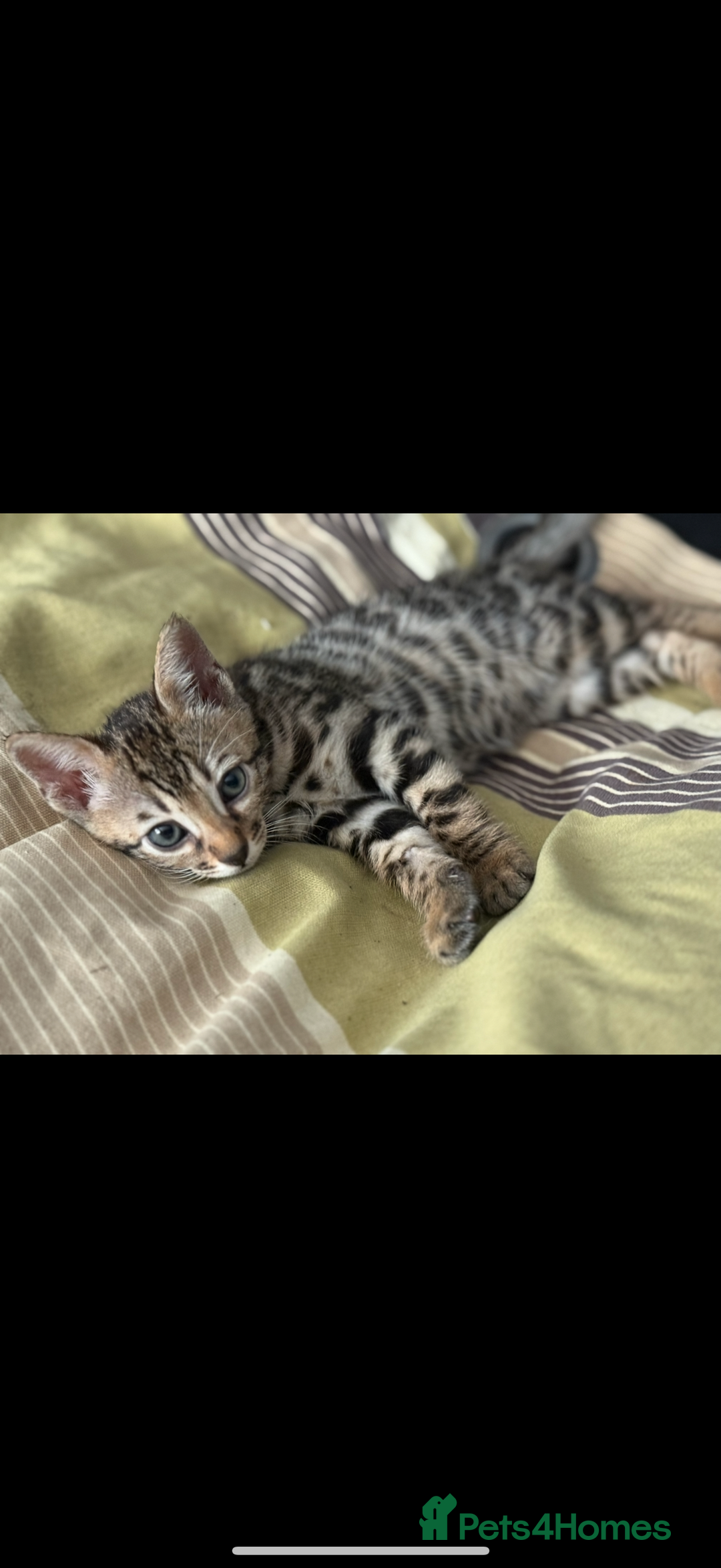 Bengal cats for sale: BENGAL KITTENS FOR SALE - Image 16