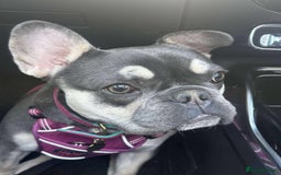 French Bulldog dogs for sale: Loving French bulldog Winnie  in Leicester - Image 5