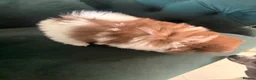Pomeranian dogs for sale: Blue eyed Pomeranian pups  in Ramsgate - Advert 25