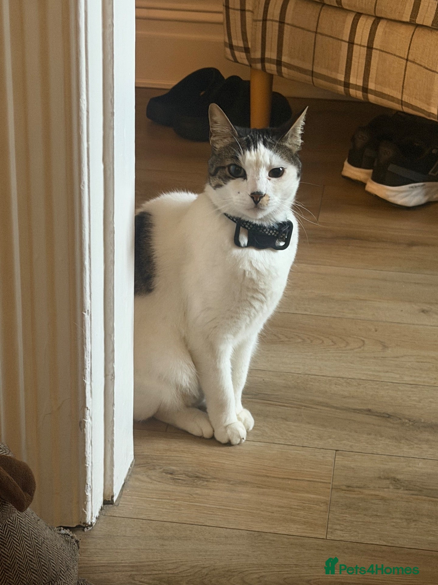 Mixed Breed cats Beautiful Becky, 5-Year-Old Cat for Rehoming - Advert 1