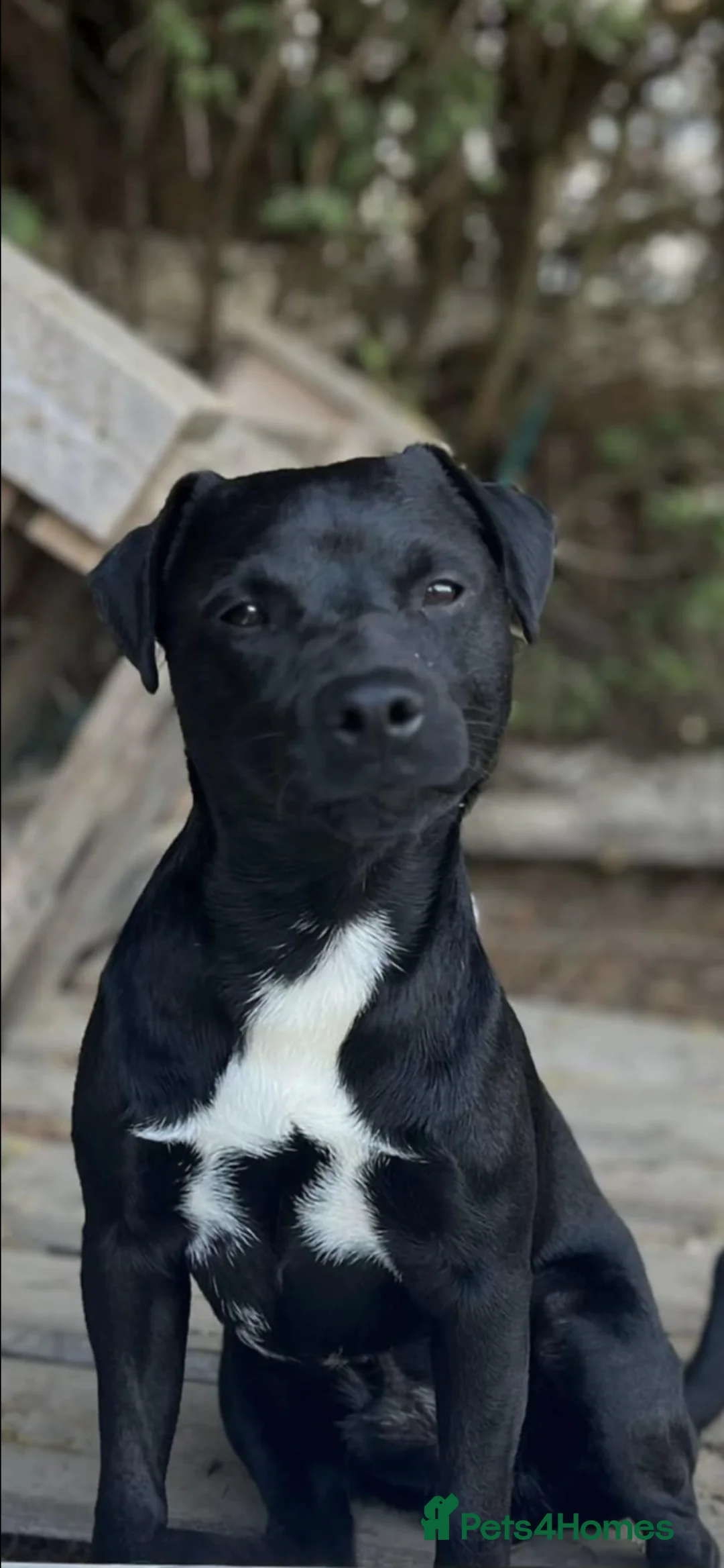 Patterjack dogs for sale: Patterjacks 3 boys 2 girls  - Advert 2