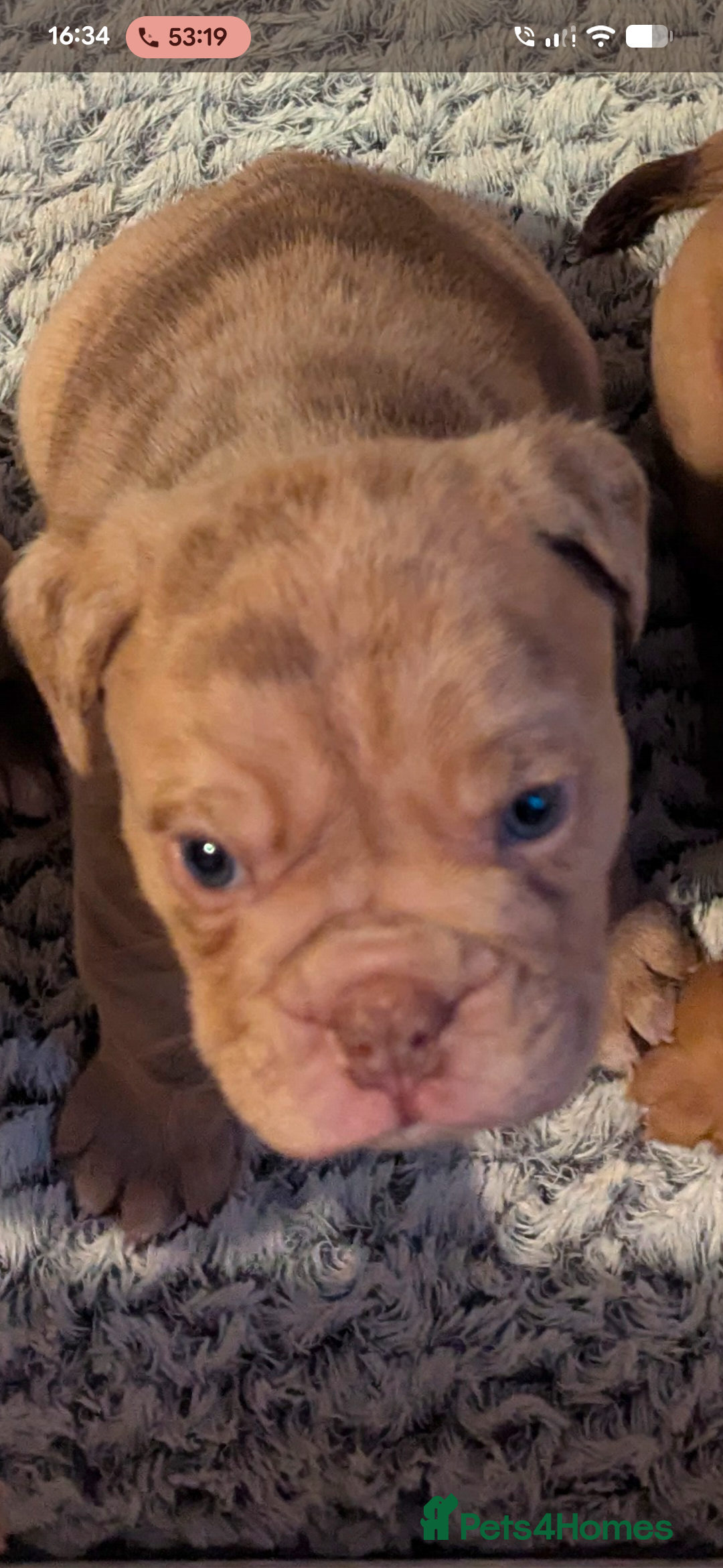 Old Tyme Bulldog dogs for sale: STUNNING OLD TYME ENGLISH BULLDOG PUPPIES  - Advert 2