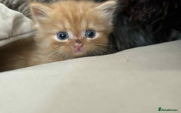 Persian cats for sale: Persian x ragdoll - Image 4