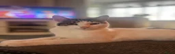 British Shorthair cats for sale:     Nala – Independent but Loving in Melton Mowbray - Advert 6