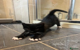 Mixed Breed cats for sale: 5 Gorgeous Happy Babies (Ready to Go) - Image 19