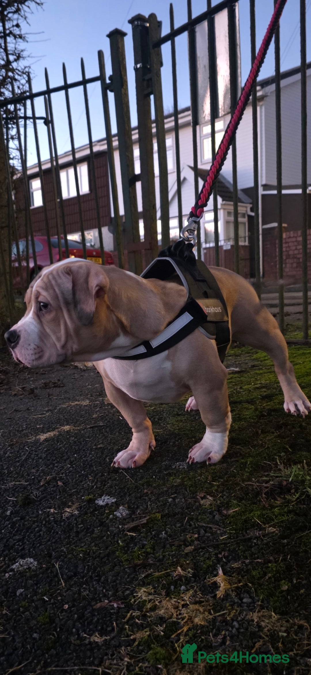 American Bully dogs for sale: 2 Male Abkc Reg Pocket Bully's G'Pups GRCH MrBean - Advert 4