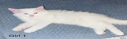Persian cats for sale: 🚨URGENT🚨White Persian X Angora Female kitten    - Advert 25