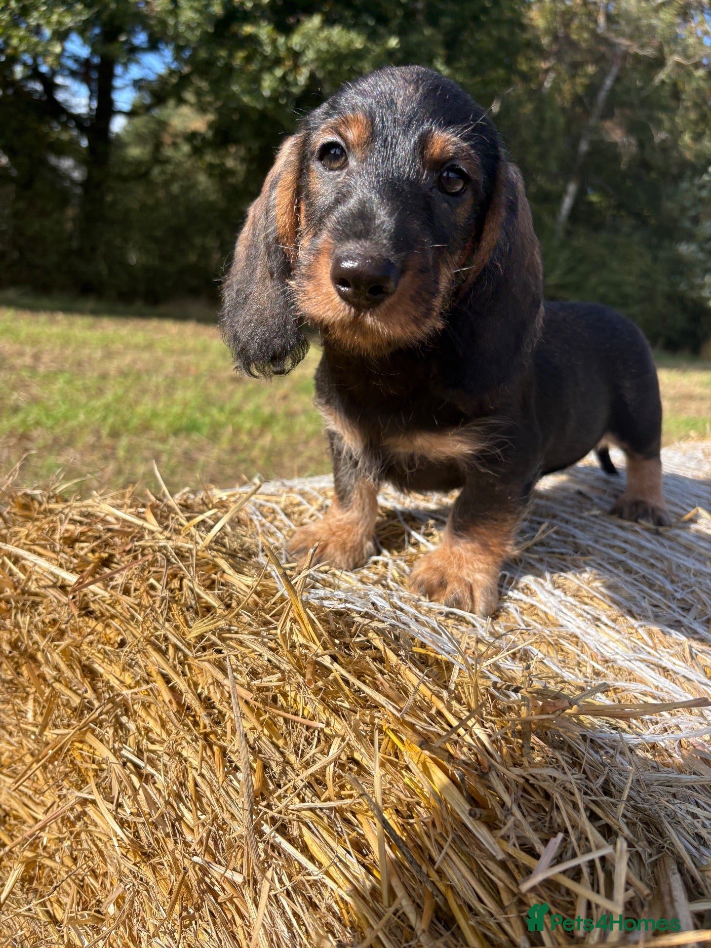 Dachshund dogs ✨Health tested KC standard dachshunds✨  - Advert 1